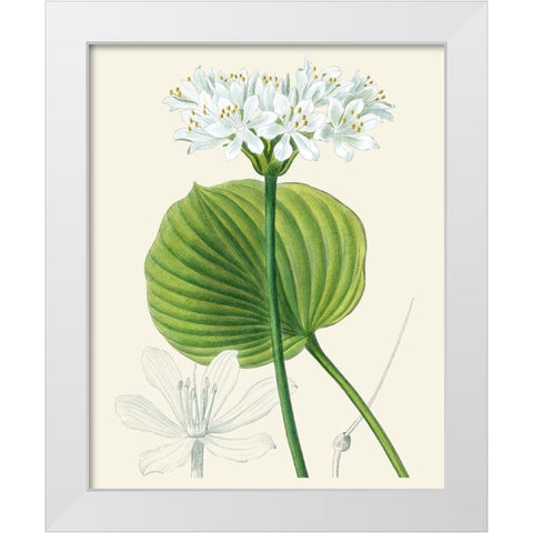 Les Fleurs Blanches II White Modern Wood Framed Art Print by Unknown
