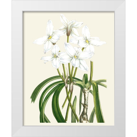 Les Fleurs Blanches III White Modern Wood Framed Art Print by Unknown
