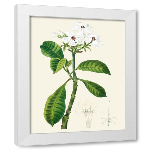Les Fleurs Blanches IV White Modern Wood Framed Art Print by Unknown
