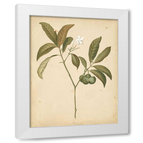 Natures Greenery V White Modern Wood Framed Art Print by Unknown