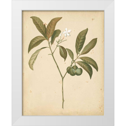Natures Greenery V White Modern Wood Framed Art Print by Unknown