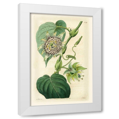Antique Passionflower I White Modern Wood Framed Art Print by Hart, M.