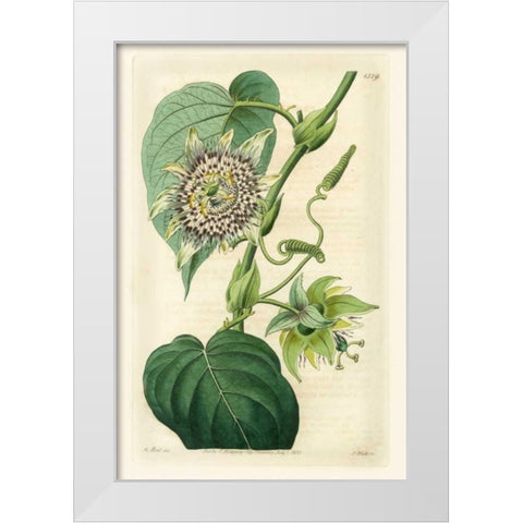 Antique Passionflower I White Modern Wood Framed Art Print by Hart, M.
