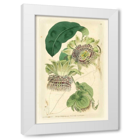 Antique Passionflower II White Modern Wood Framed Art Print by Hart, M.