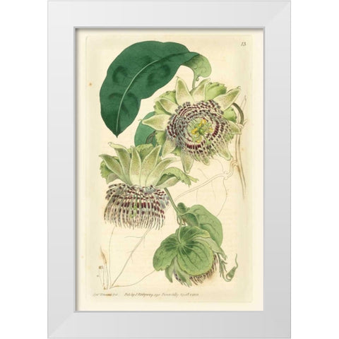 Antique Passionflower II White Modern Wood Framed Art Print by Hart, M.