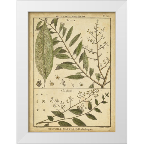 Diderot Antique Ferns I White Modern Wood Framed Art Print by Diderot, Denis