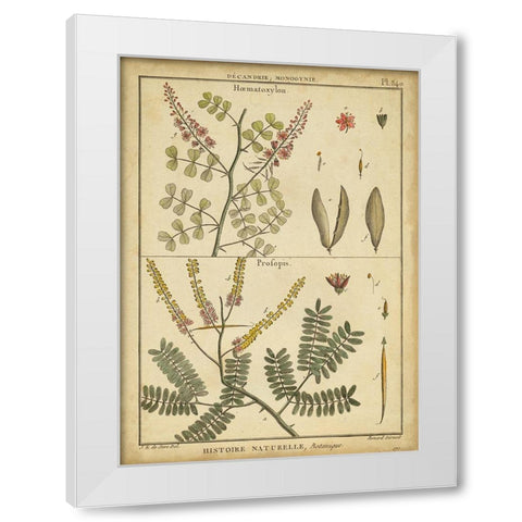 Diderot Antique Ferns II White Modern Wood Framed Art Print by Diderot, Denis