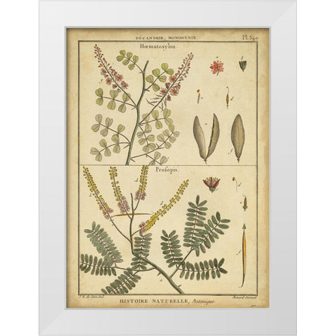 Diderot Antique Ferns II White Modern Wood Framed Art Print by Diderot, Denis