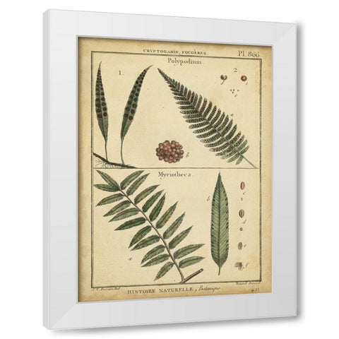 Diderot Antique Ferns III White Modern Wood Framed Art Print by Diderot, Denis