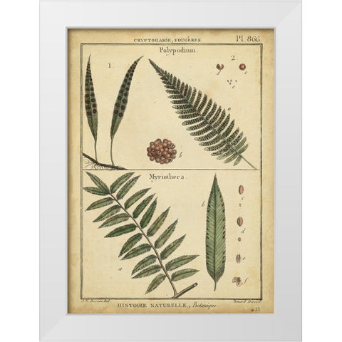 Diderot Antique Ferns III White Modern Wood Framed Art Print by Diderot, Denis
