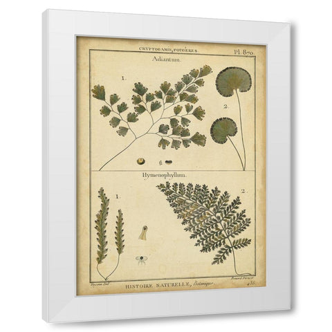 Diderot Antique Ferns IV White Modern Wood Framed Art Print by Diderot, Denis