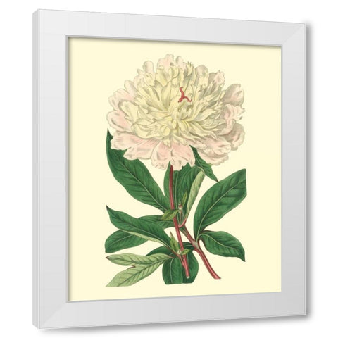 Chinese Peony White Modern Wood Framed Art Print by Edwards