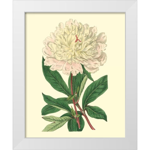 Chinese Peony White Modern Wood Framed Art Print by Edwards