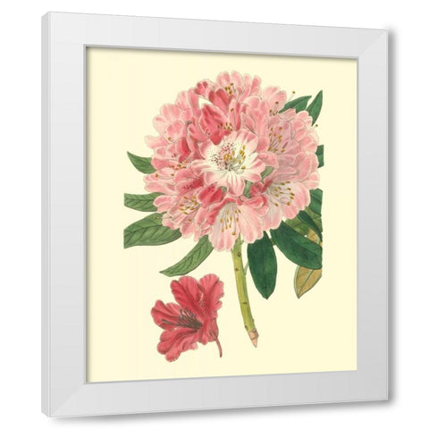 Pink Rhododendron White Modern Wood Framed Art Print by Edwards