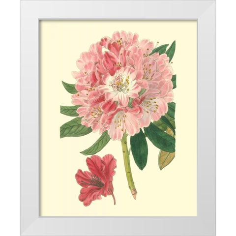 Pink Rhododendron White Modern Wood Framed Art Print by Edwards