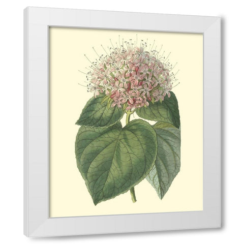 Fragrant Clerodendron White Modern Wood Framed Art Print by Edwards, Sydenham