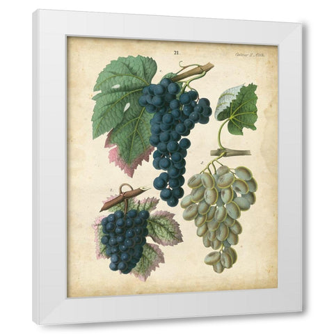 Calwer Grapes I White Modern Wood Framed Art Print by Calwer