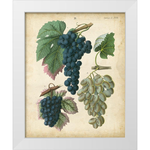 Calwer Grapes I White Modern Wood Framed Art Print by Calwer