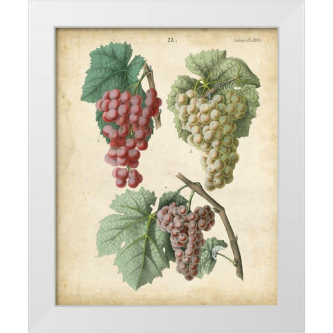 Calwer Grapes II White Modern Wood Framed Art Print by Calwer