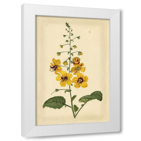 Floral Varieties I White Modern Wood Framed Art Print by Curtis