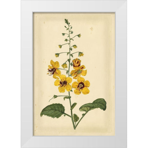 Floral Varieties I White Modern Wood Framed Art Print by Curtis