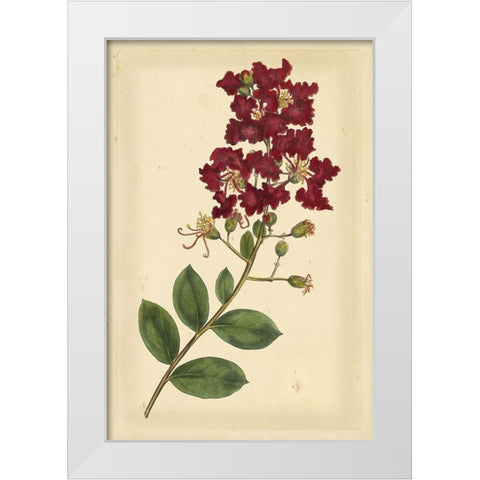 Floral Varieties II White Modern Wood Framed Art Print by Curtis