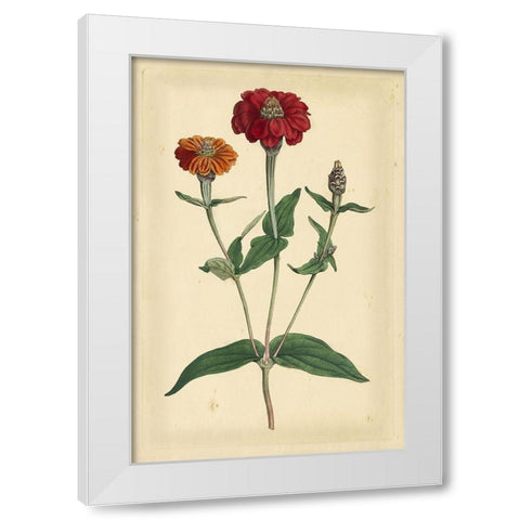 Floral Varieties III White Modern Wood Framed Art Print by Curtis