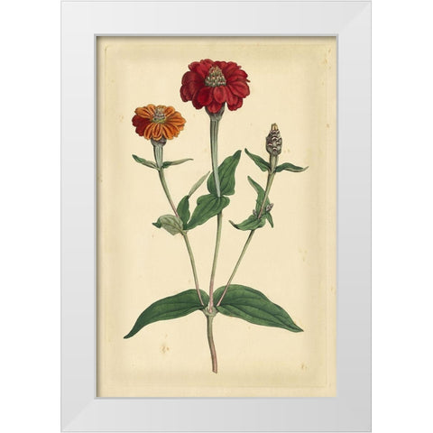 Floral Varieties III White Modern Wood Framed Art Print by Curtis