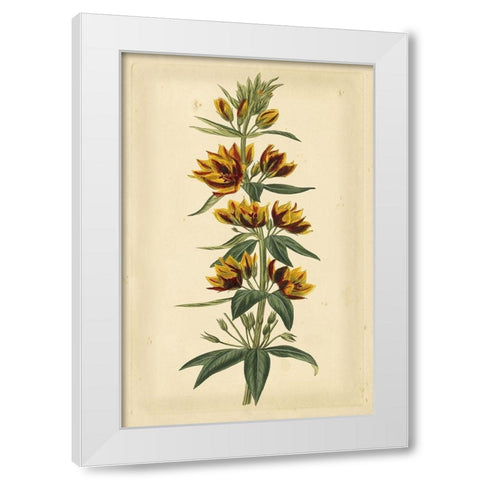 Floral Varieties IV White Modern Wood Framed Art Print by Curtis
