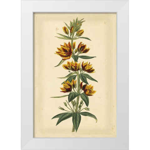 Floral Varieties IV White Modern Wood Framed Art Print by Curtis