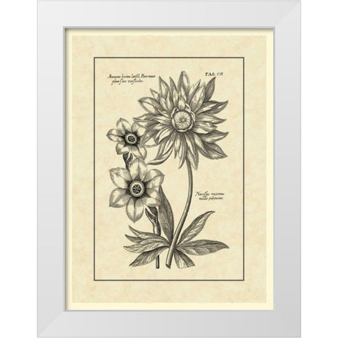 Vintage Besler I White Modern Wood Framed Art Print by Besler, Basilius