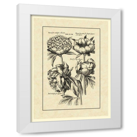 Vintage Besler II White Modern Wood Framed Art Print by Besler, Basilius