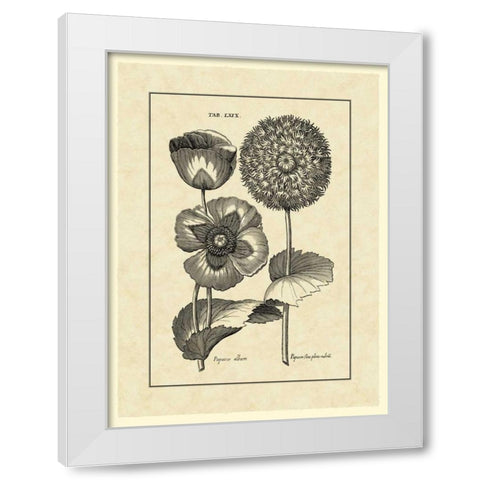 Vintage Besler III White Modern Wood Framed Art Print by Besler, Basilius