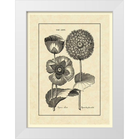 Vintage Besler III White Modern Wood Framed Art Print by Besler, Basilius