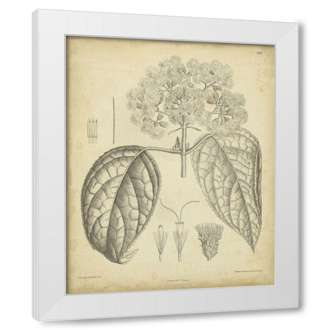 Vintage Curtis Botanical I White Modern Wood Framed Art Print by Curtis