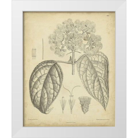 Vintage Curtis Botanical I White Modern Wood Framed Art Print by Curtis