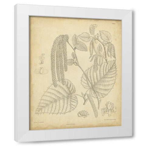 Vintage Curtis Botanical II White Modern Wood Framed Art Print by Curtis