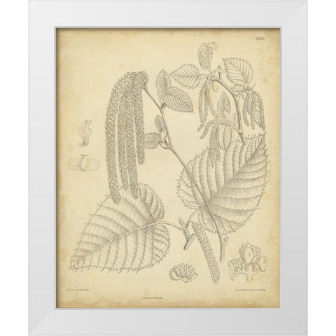 Vintage Curtis Botanical II White Modern Wood Framed Art Print by Curtis