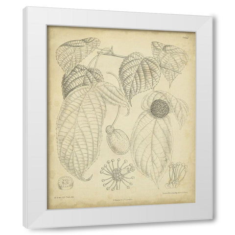 Vintage Curtis Botanical III White Modern Wood Framed Art Print by Curtis