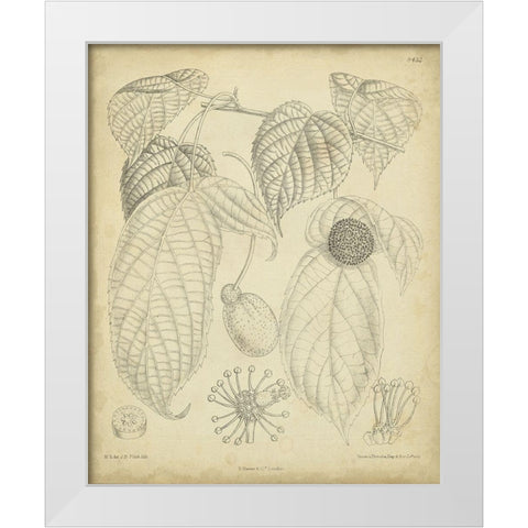 Vintage Curtis Botanical III White Modern Wood Framed Art Print by Curtis