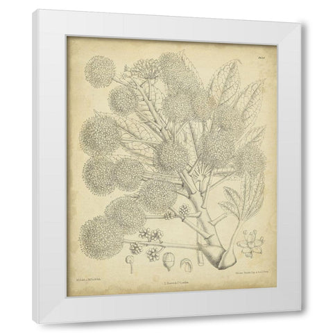 Vintage Curtis Botanical IV White Modern Wood Framed Art Print by Curtis