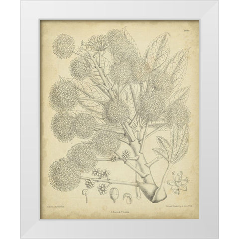 Vintage Curtis Botanical IV White Modern Wood Framed Art Print by Curtis