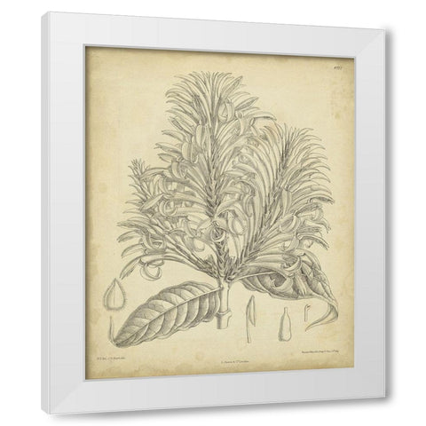 Vintage Curtis Botanical V White Modern Wood Framed Art Print by Curtis