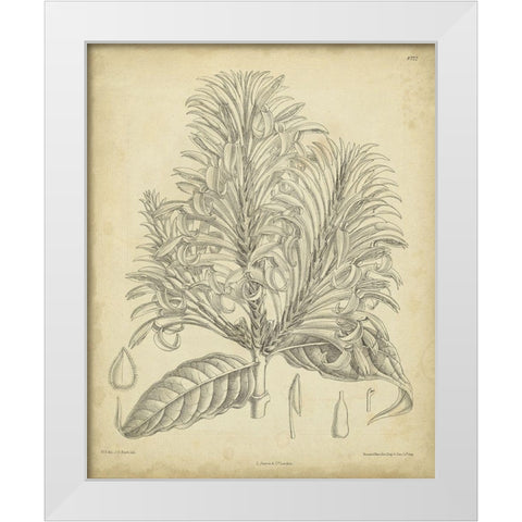Vintage Curtis Botanical V White Modern Wood Framed Art Print by Curtis