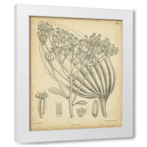 Vintage Curtis Botanical VI White Modern Wood Framed Art Print by Curtis