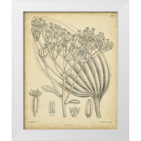 Vintage Curtis Botanical VI White Modern Wood Framed Art Print by Curtis