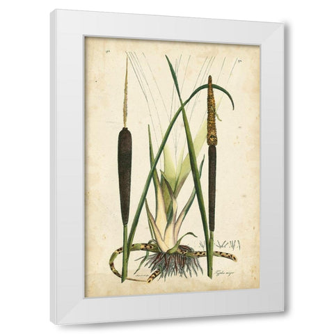 Antique Cattail I White Modern Wood Framed Art Print by Curtis