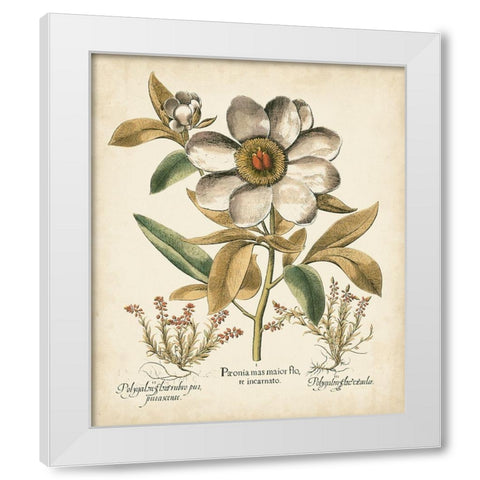 Ivory Peonies I White Modern Wood Framed Art Print by Besler, Basilius