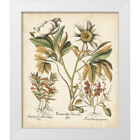 Ivory Peonies IV White Modern Wood Framed Art Print by Besler, Basilius