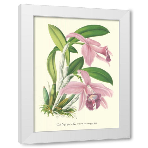 Lavender Orchids II White Modern Wood Framed Art Print by Stroobant, P.